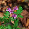 ZdjÄcie: bodziszek cuchnacy - geranium robertianum.jpg